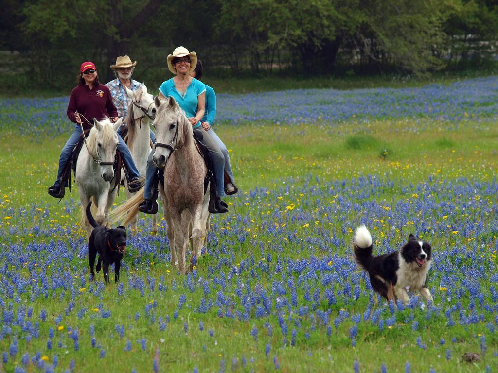 Blisswood Bed And Breakfast Ranch Cat Spring Extérieur photo